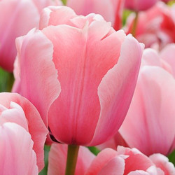 Tulip, Single Early Tulip, Single Late Tulip, Double Early Tulip, Double Late Tulip, Lily Tulip, Fringed Tulip, Greigii Tulip, Parrot Tulip, Spring Flowers